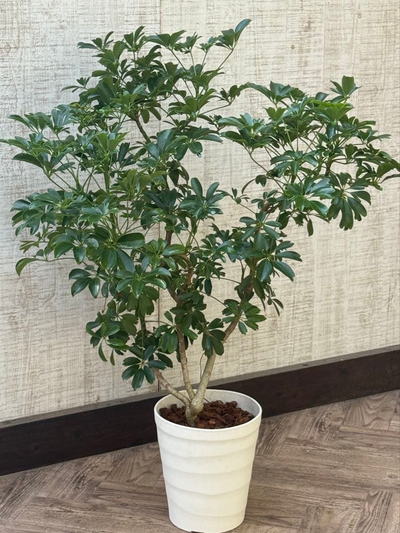 ☆ シェフレラ レナータ♪ 96cm ボリューム感◎