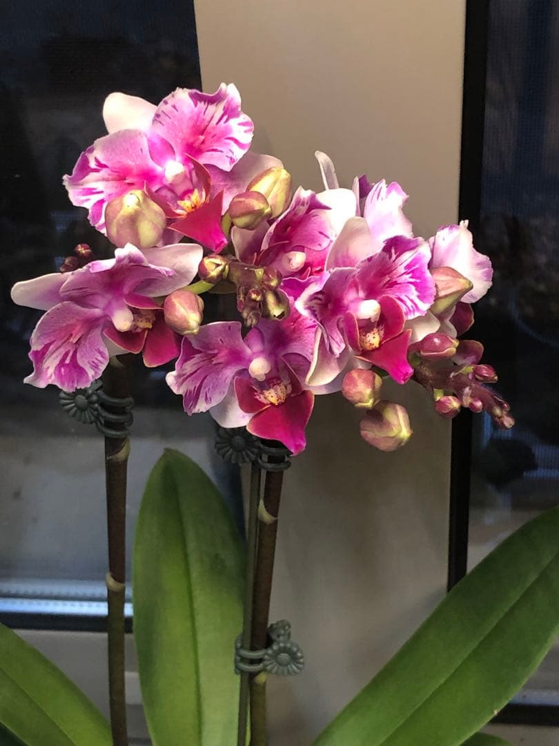 希少蘭　胡蝶蘭レア　P. Fuller’s Miss Pelotic Queen