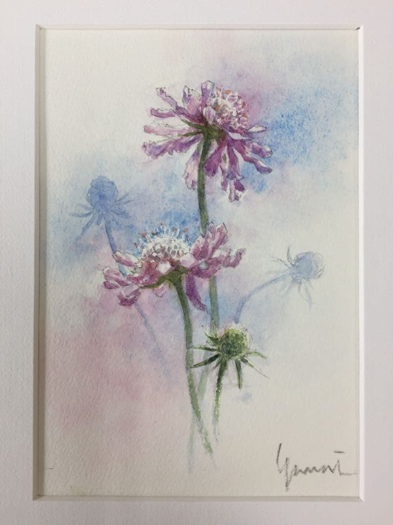 ★柳井 貴光 takamitu yanai 水彩画 「マツムシソウ」