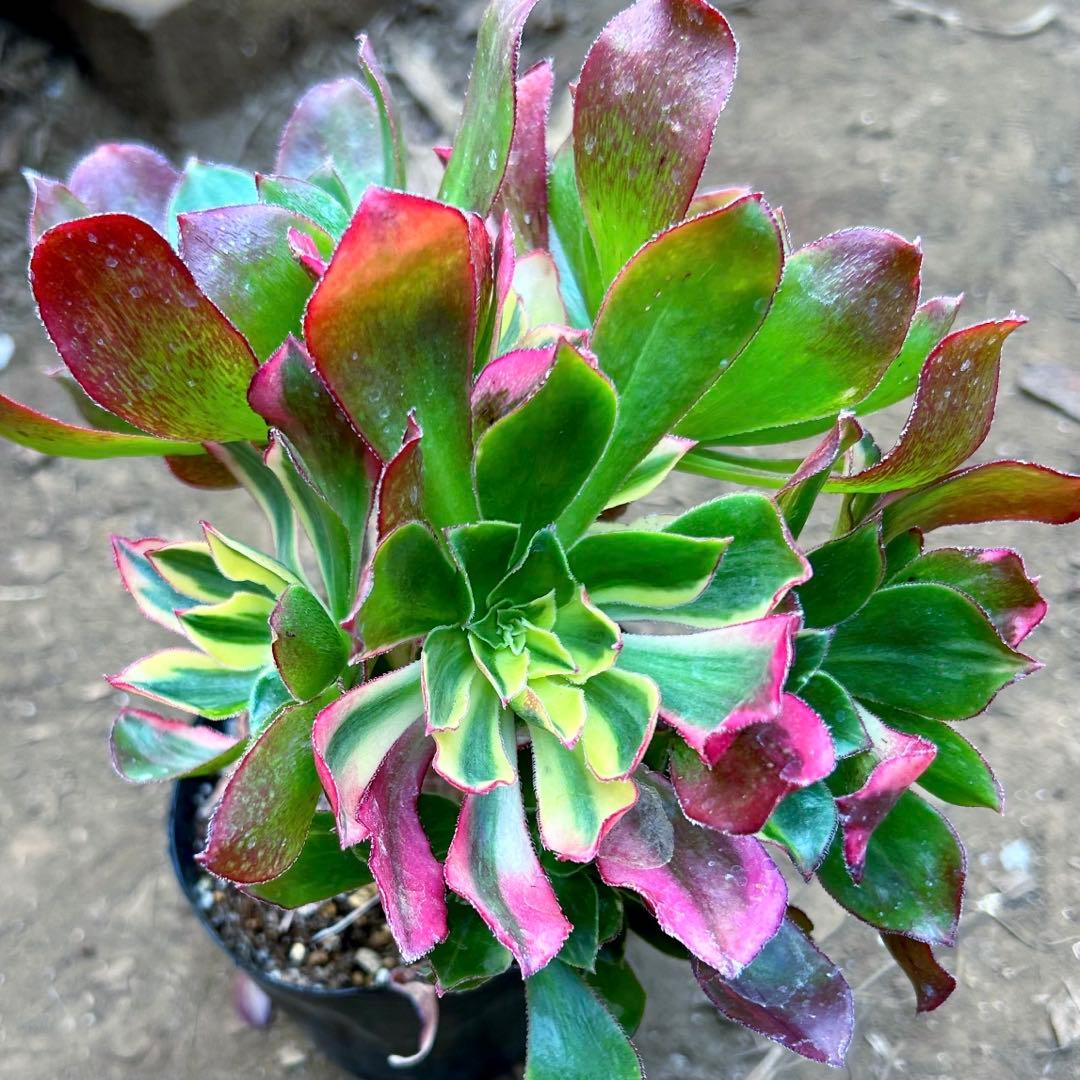 多肉植物アエオニウム錦　人気　ゴースト　魅影七彩‼️ 花顔‼️希少錦‼️抜き苗　‼️