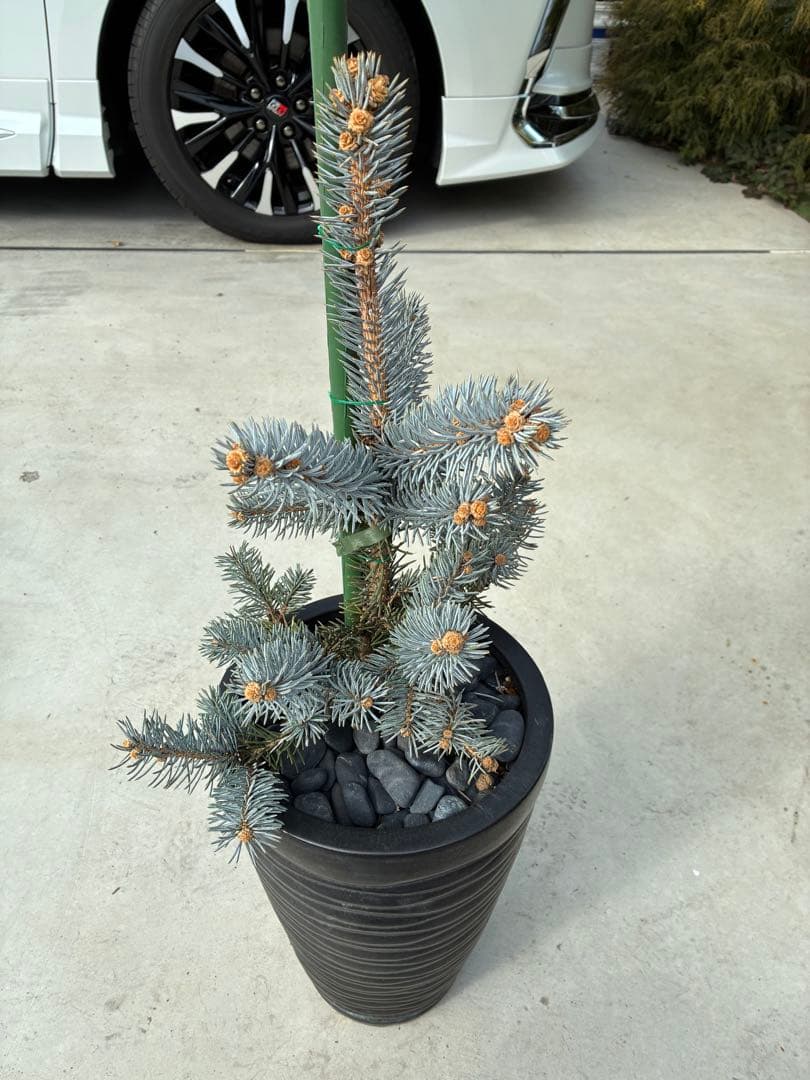 セピア　プンゲンスホプシー　苗