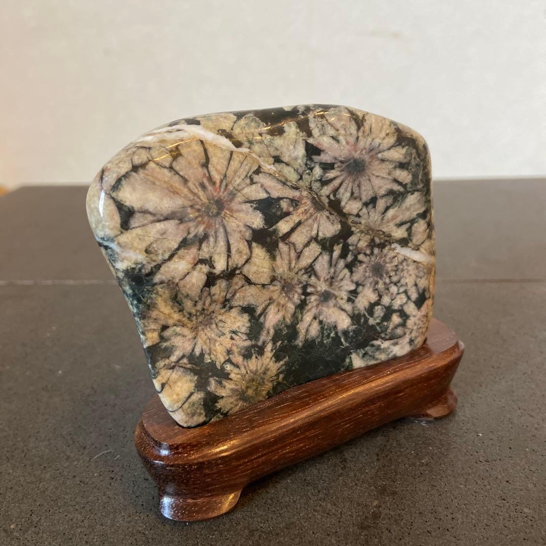 菊花石　★ 鑑賞石　菊花石