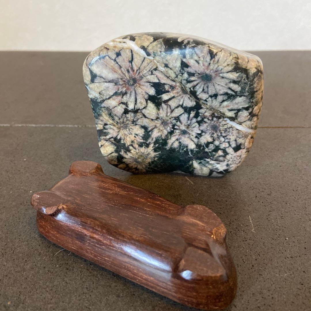 菊花石　★ 鑑賞石　菊花石