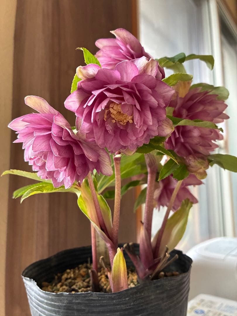 ♡加藤農園♡豪華ボリュームDDピンクゴールド白抜け横向き