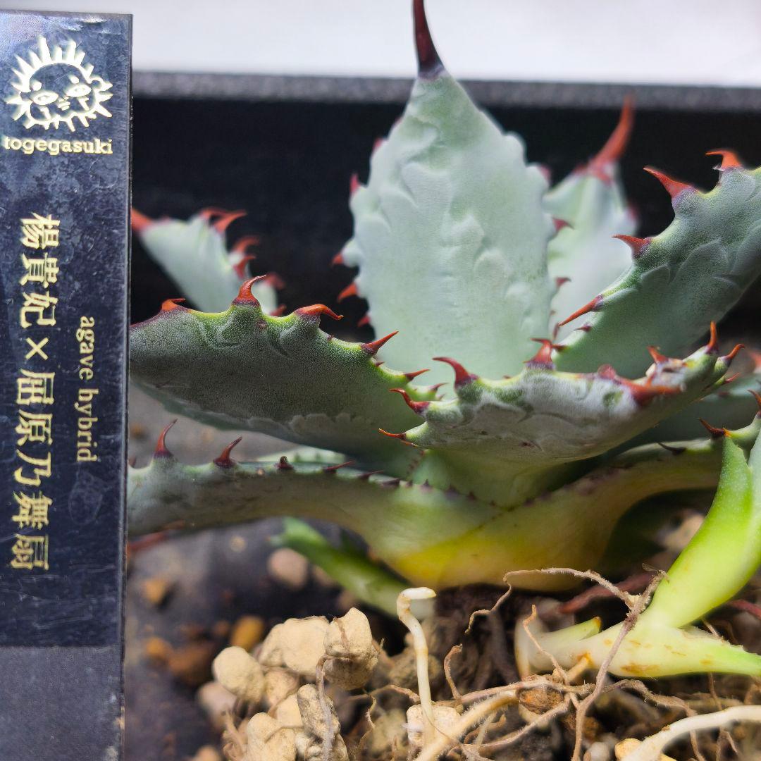 ク*ー様 ハイブリッドアガベ 楊貴妃×屈原の舞扇 直子3株セット