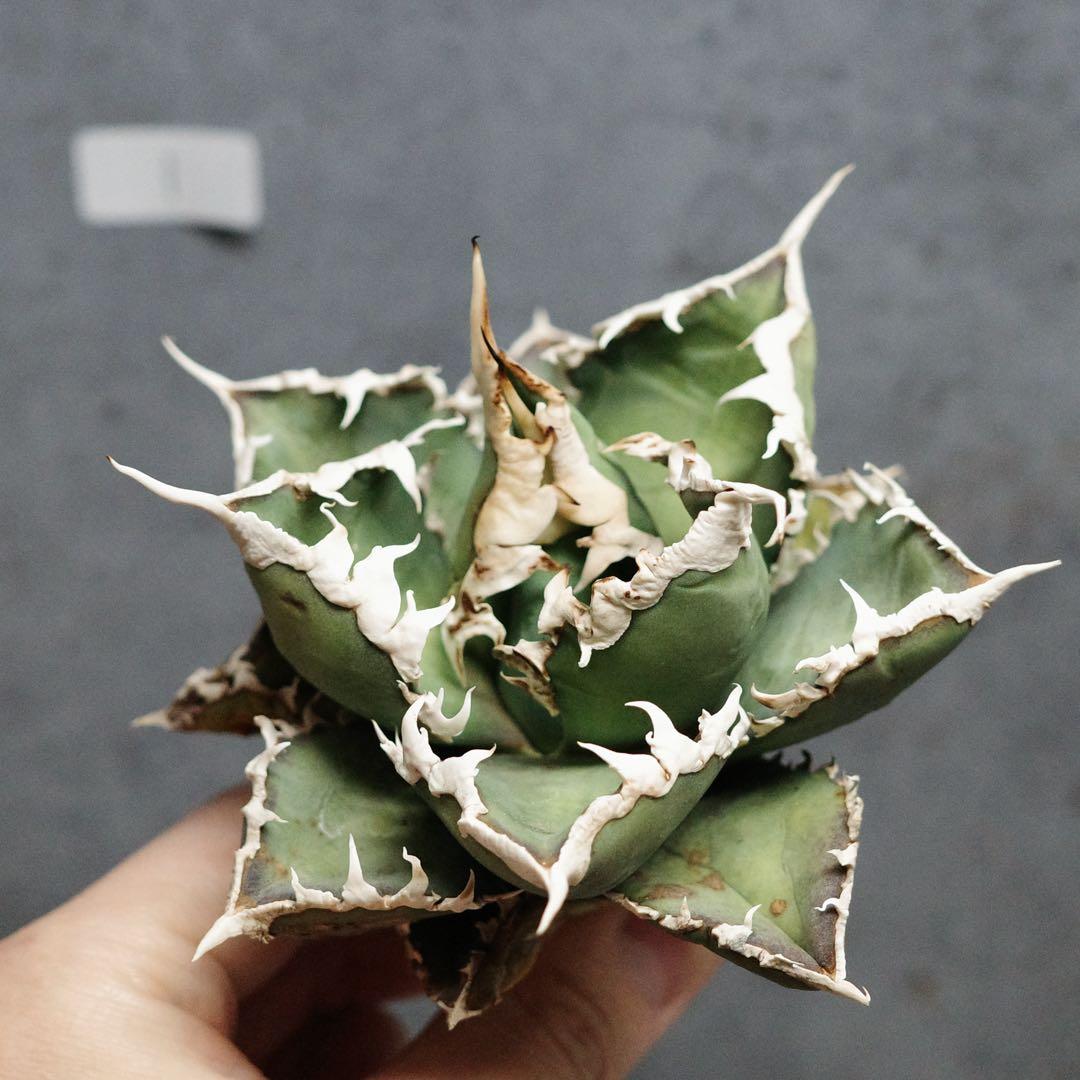 アガベ　チタノタ　オテロイ　包心龍　OC株　太バンド　14