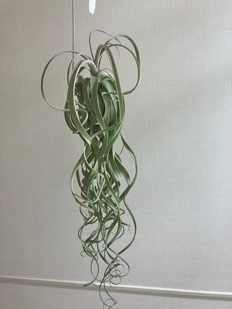 さ*ら様 希少 交配種 大株 フォーグレーターグローリー エアープランツ キセロ