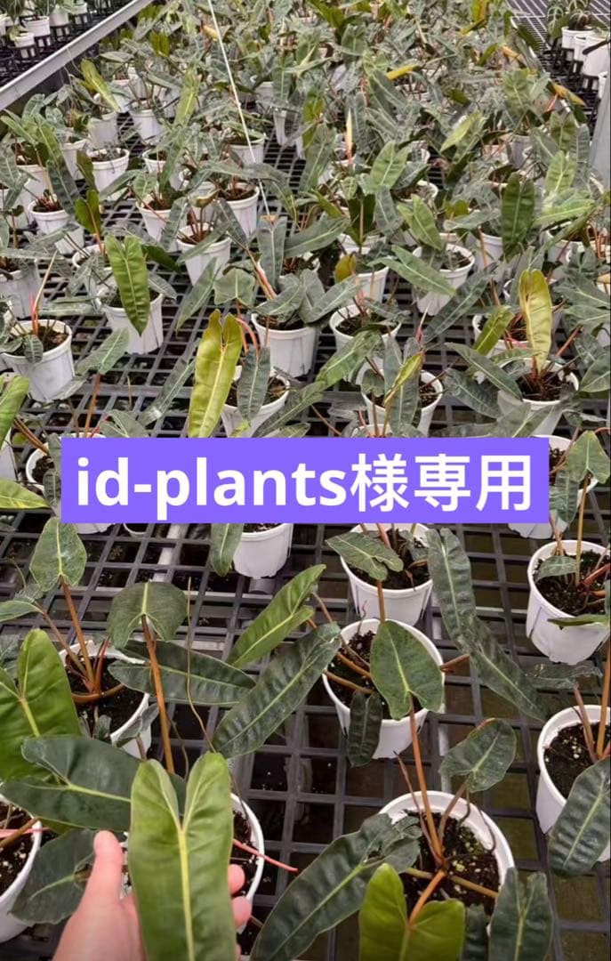 【id-plants】