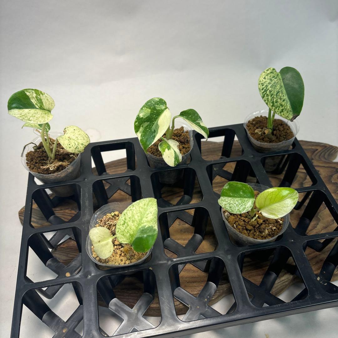 ア*)様 5株セットms74【特別選抜】ホワイトモンスター／天津蘭 モンステラ斑