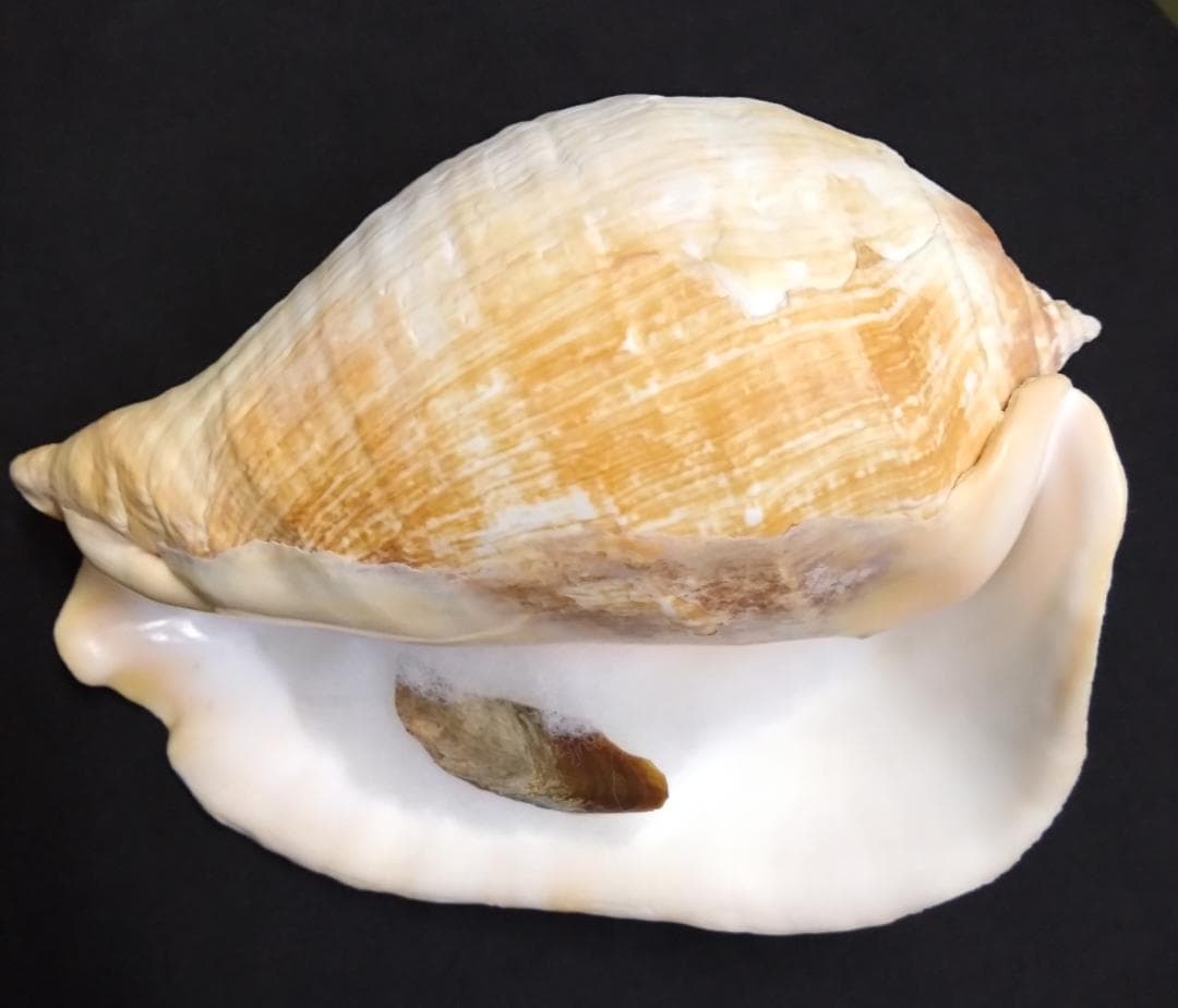 貝　標本　カブトソデガイ　超大型２１㎝