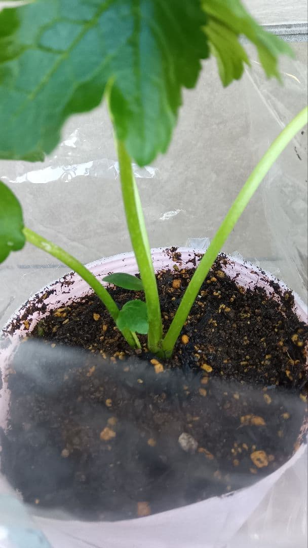 レオンreon　ラナンキュラスラックス　2苗セット