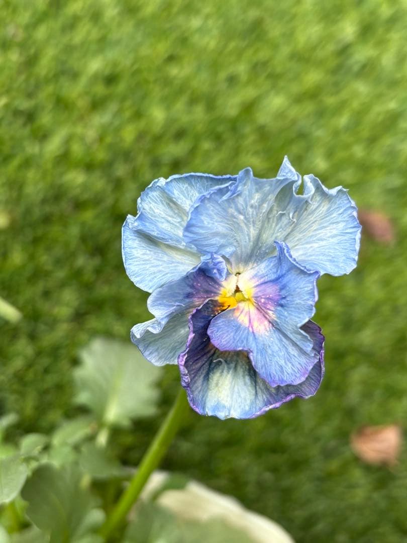 R*U様 神戸べっぴんさんビオラ花苗フリルパンジー水色カラー試作品種？