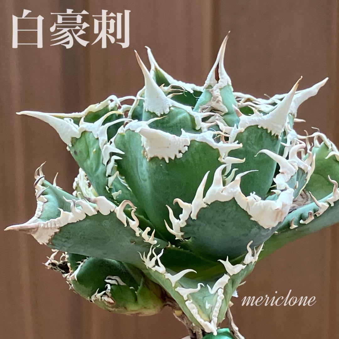 14 選抜　サイズ大　子株2株付 アガべ　白豪刺TC