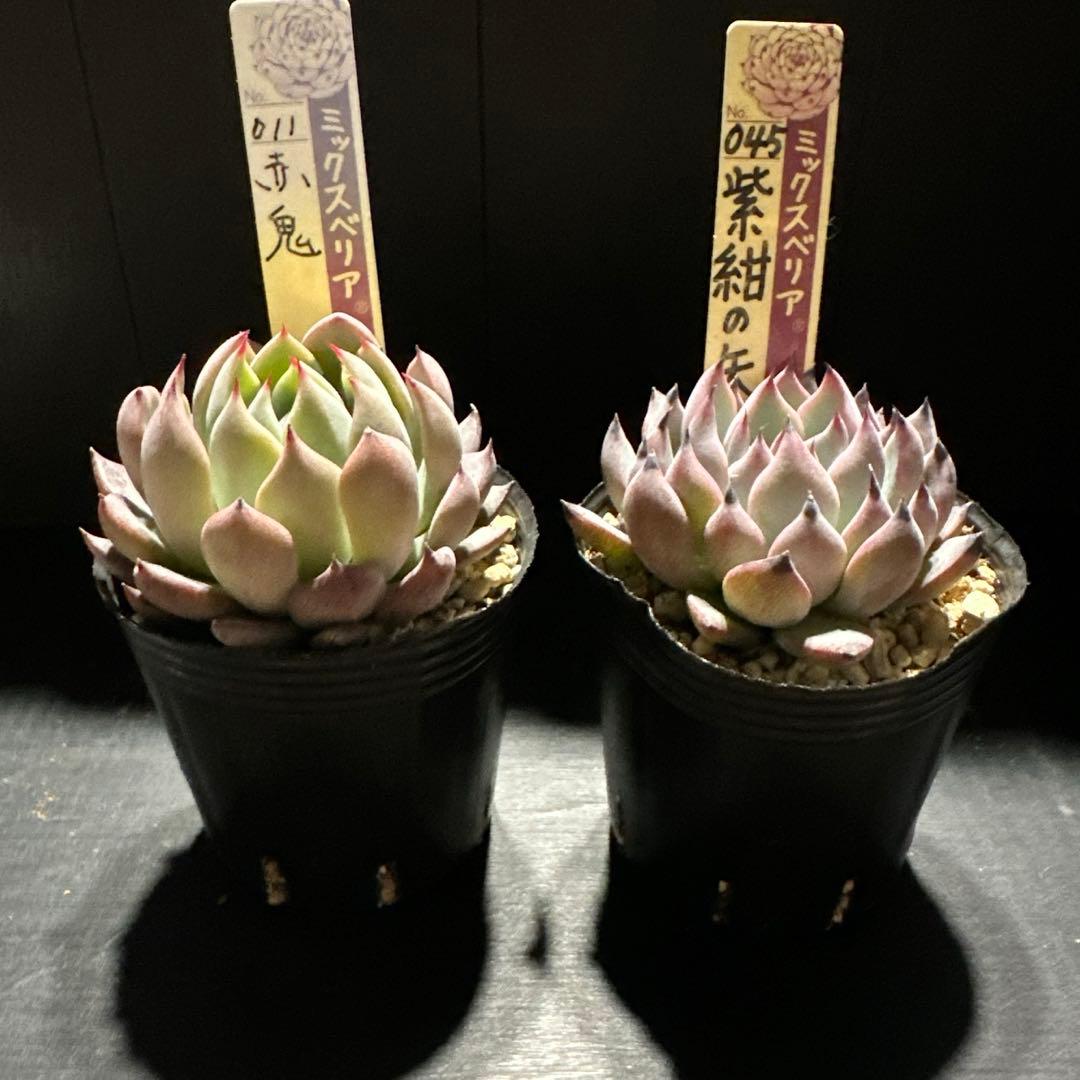 か*ん様 おらいさん苗10点セット　今回でラスト！　可愛い子ちゃんセット　札なし