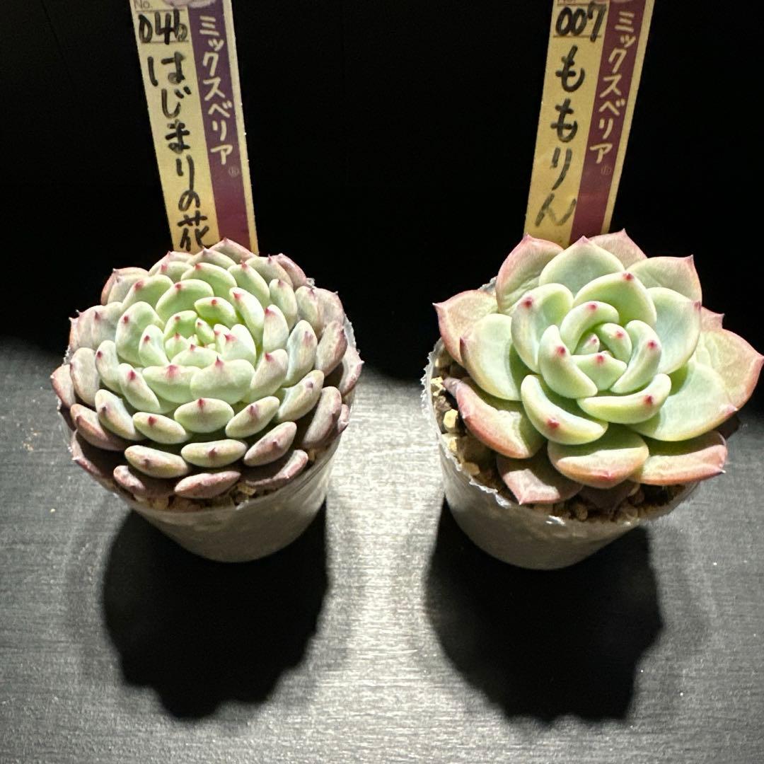 か*ん様 おらいさん苗10点セット　今回でラスト！　可愛い子ちゃんセット　札なし