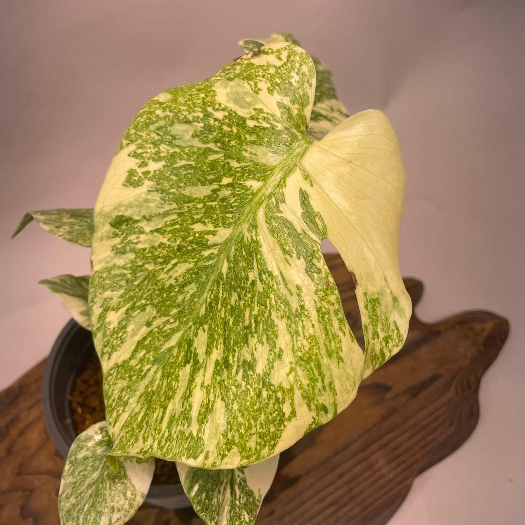 さ**様 A13モンステラ　デリシオーサ　レガシー　斑入り