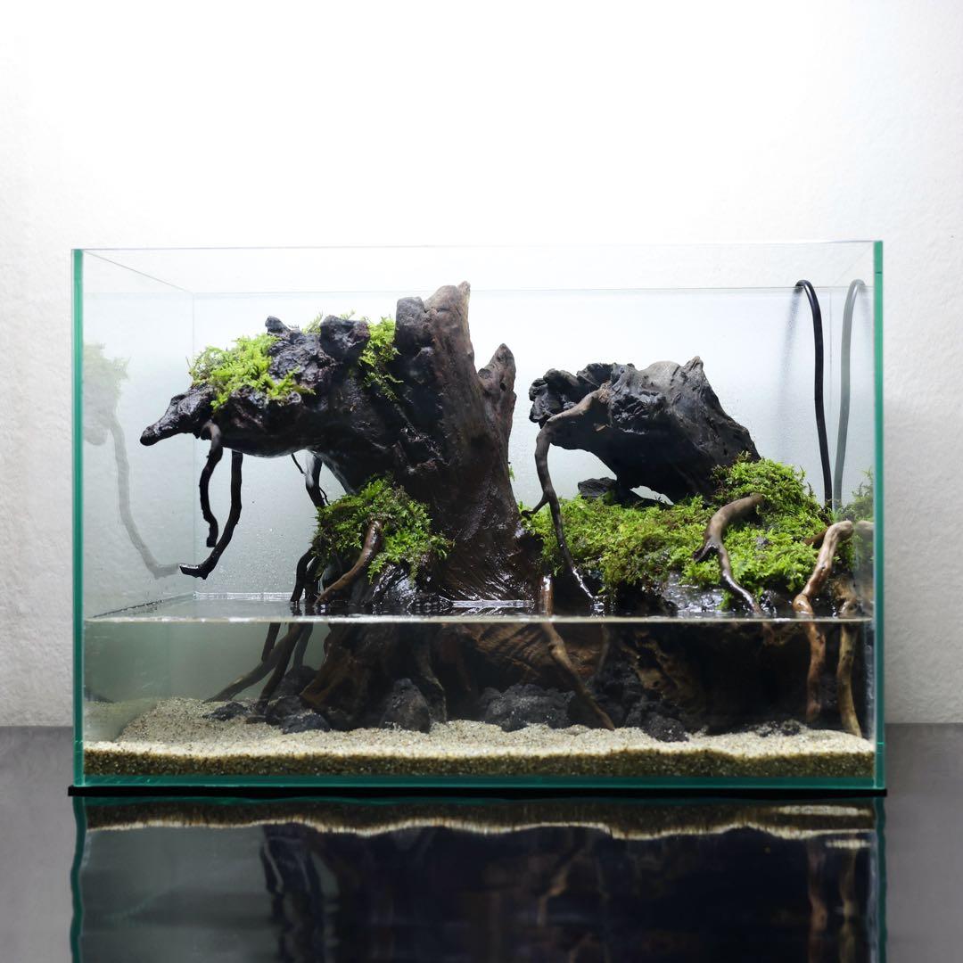 格安レイアウト水槽　イモリウム　アクアテラリウム