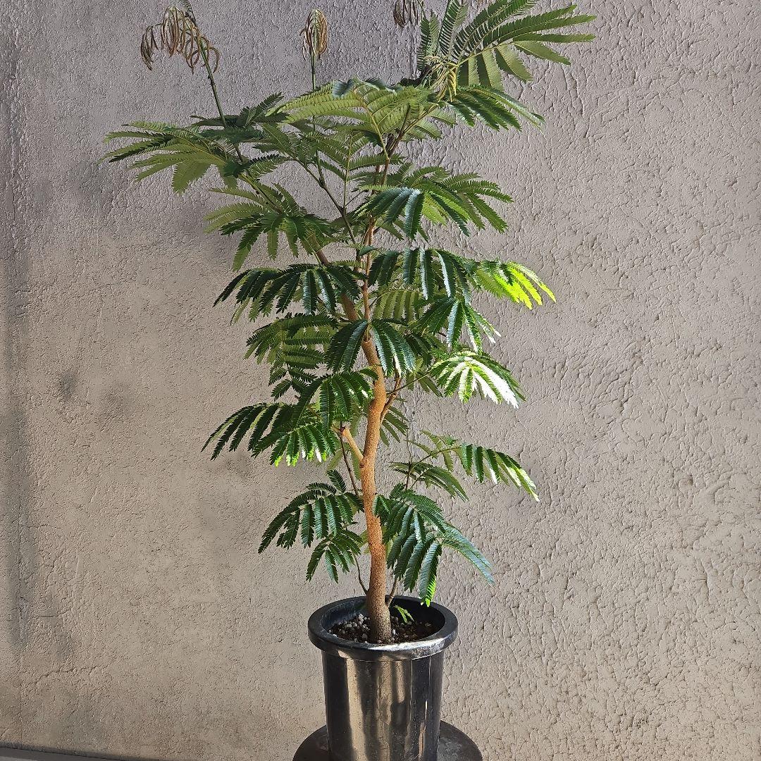 ④　エバーフレッシュ　8号特大苗木最高等級極上品　極太　‼️