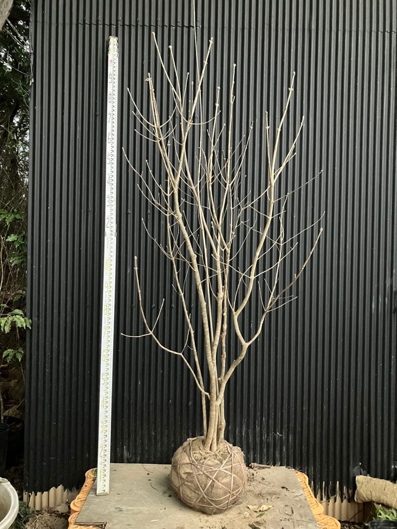 バヤシ 山採り　アオダモ　j