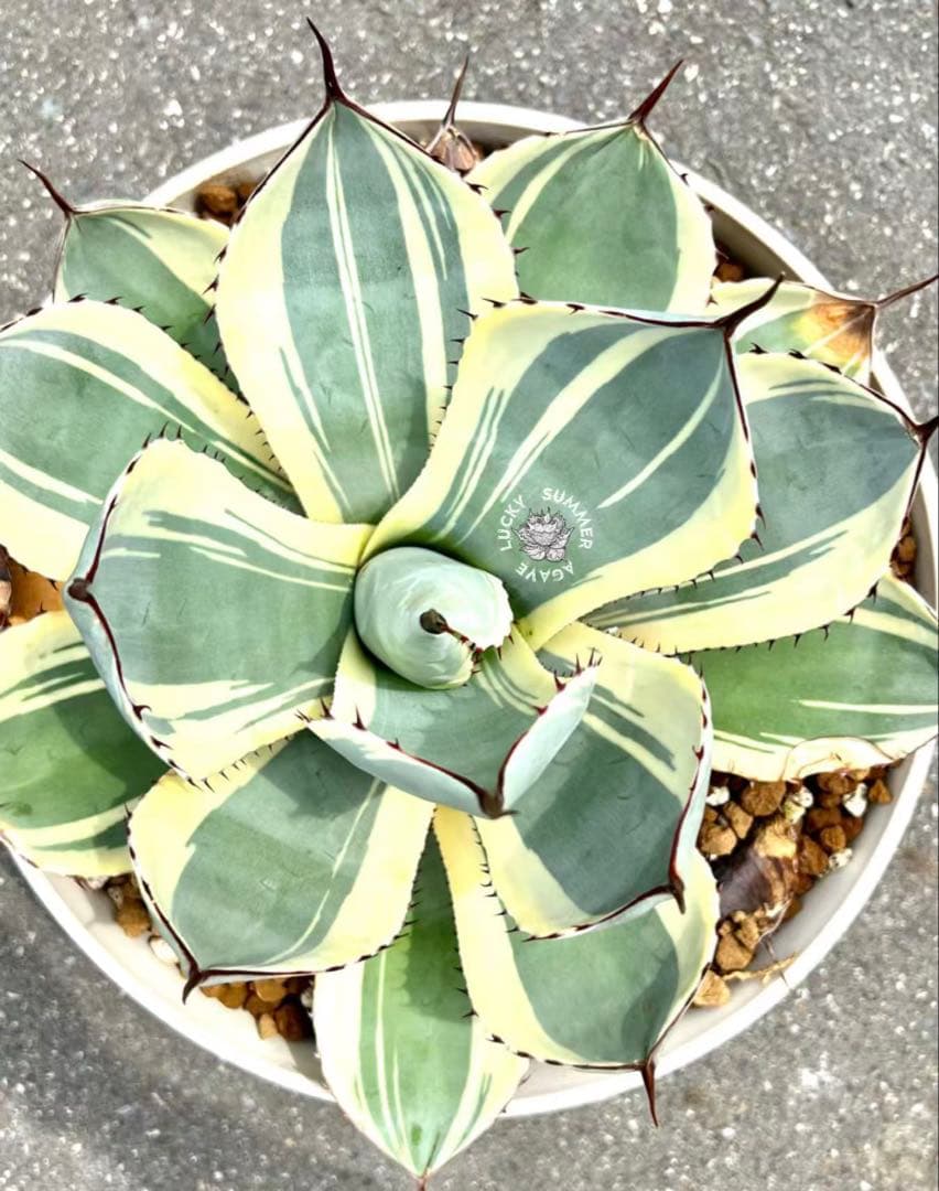 アガベ　パリートランカータ　オリザバ　 orizaba 発根済み極上斑入り美株