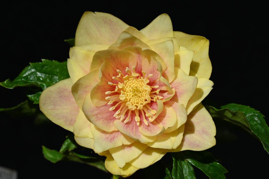 クリスマスローズ　認定プリマヴェーラゴールド上品タイプ　加藤農園