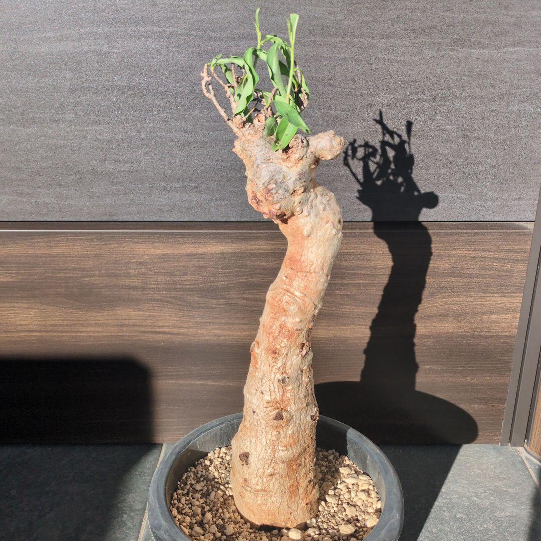 K*K様 激安セール アダンソニア ディギタ バオバブ　塊根植物　コーデックス