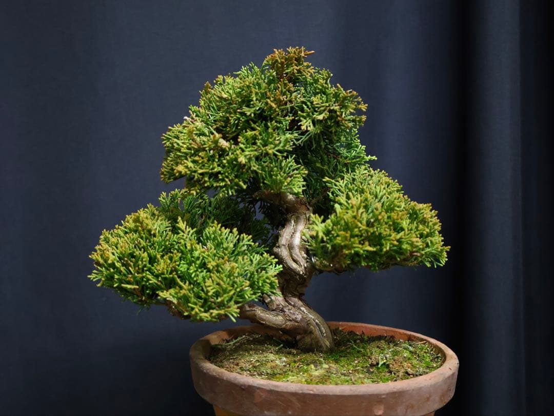 K*K様 フォロワー300人記念オークション 糸魚川真柏　葉性抜群　素材小品盆栽