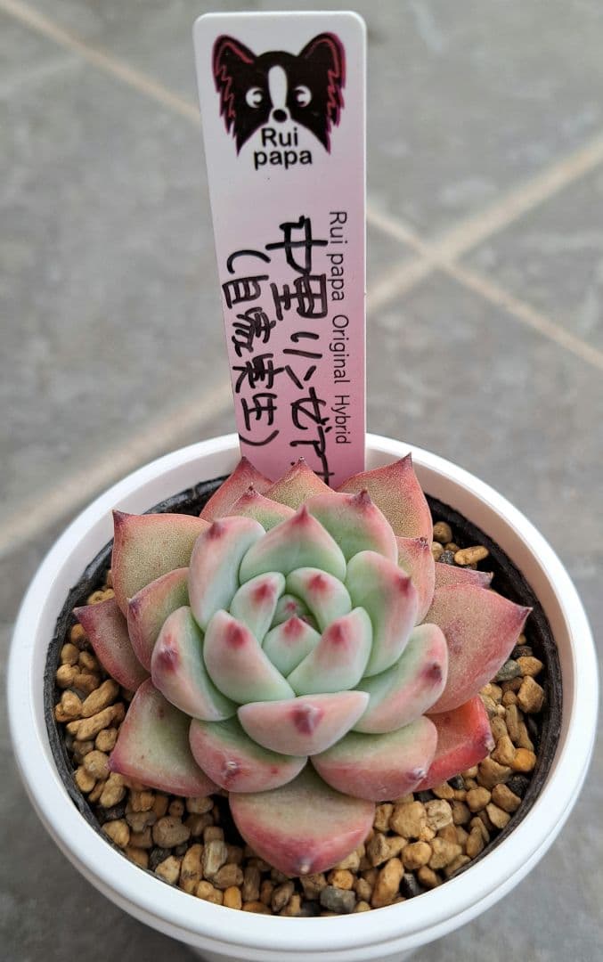 中里リンゼアナ　ルイパパ　札付き　鉢ごと