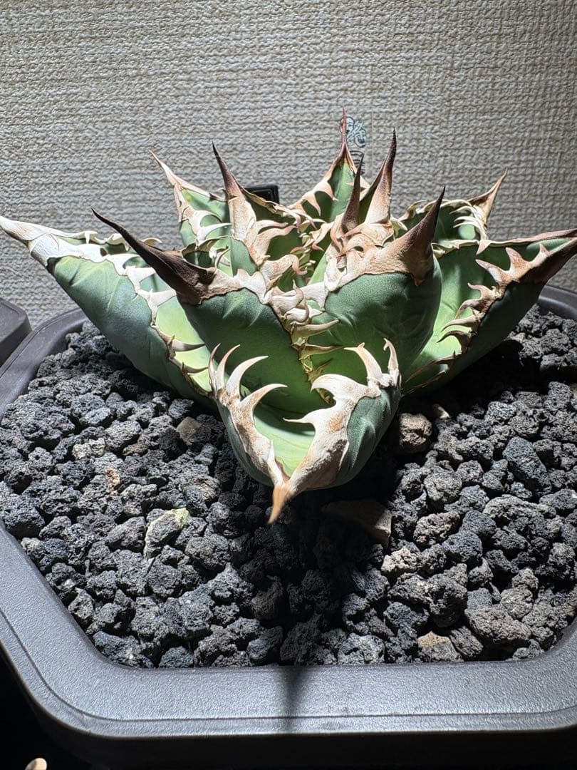 オアハカ　アガベ　現地