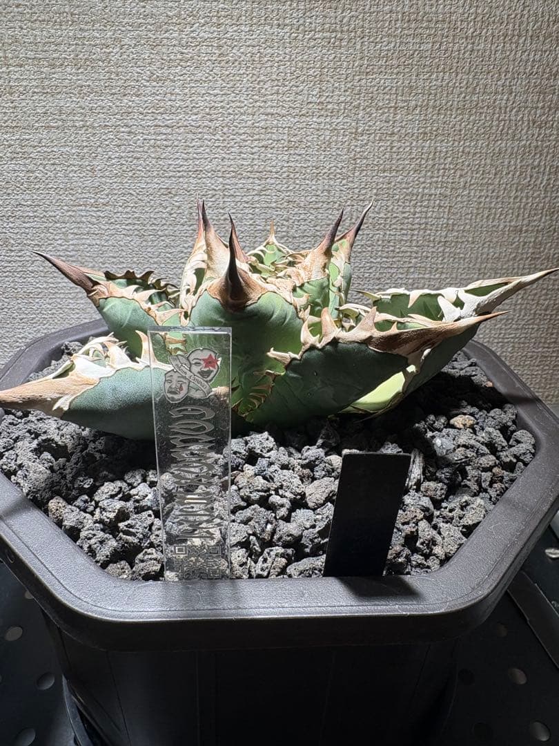 オアハカ　アガベ　現地