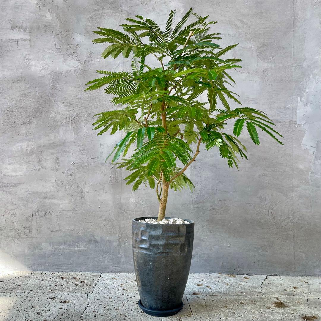 美形　大型　幹極太　エバーフレッシュ　朴仕立て　陶器鉢　植え込み発送