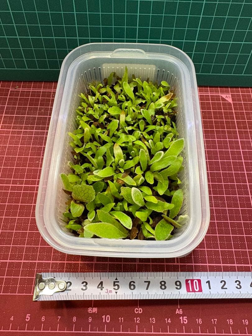 ビカクシダ P.veitchii wild (vp#0 'Steel' )spore