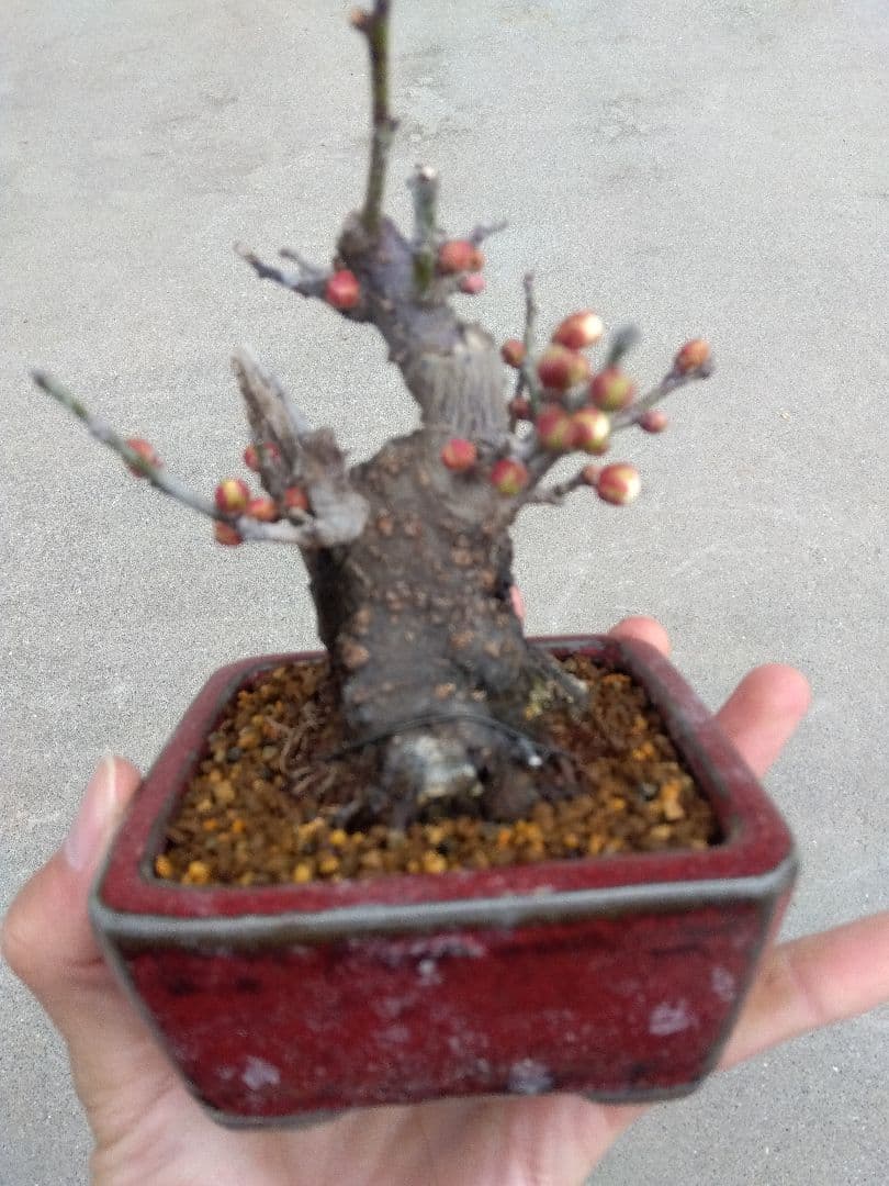 野梅　盆栽　3号陶器鉢つき　コンパクト造り込み個体❗　あ