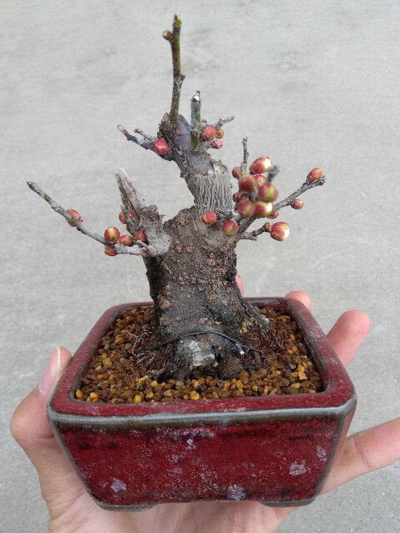野梅　盆栽　3号陶器鉢つき　コンパクト造り込み個体❗　あ