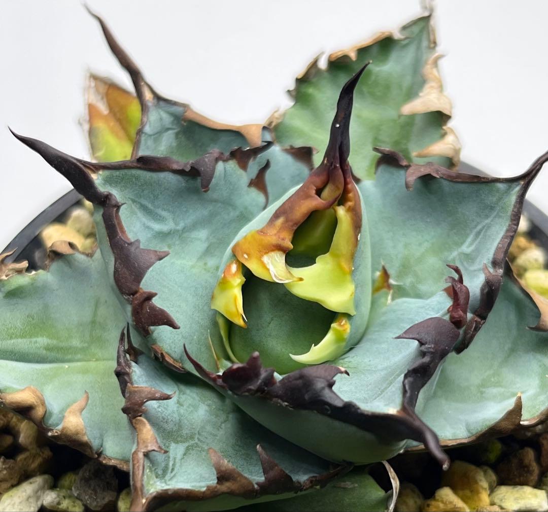 アガベ　チタノタ　ブルー　実生　子株