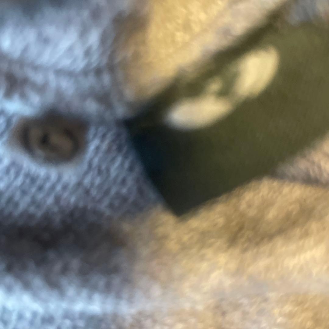 salsation サルセーション　ダークブラウン　クロップドトップス Lサイズ