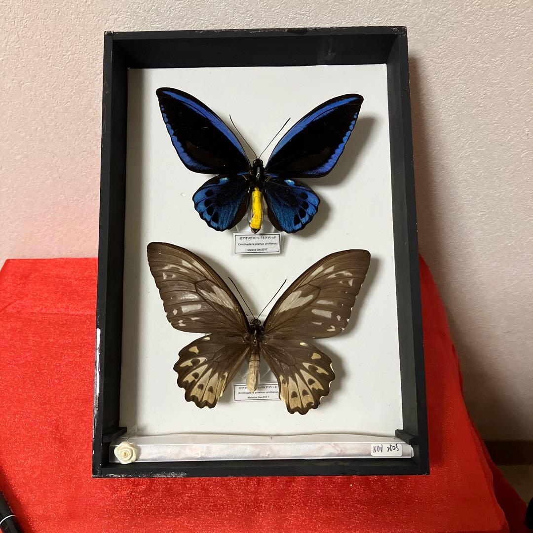 Ornithoptera priamus urvillianus 蝶の標本 ♂♀