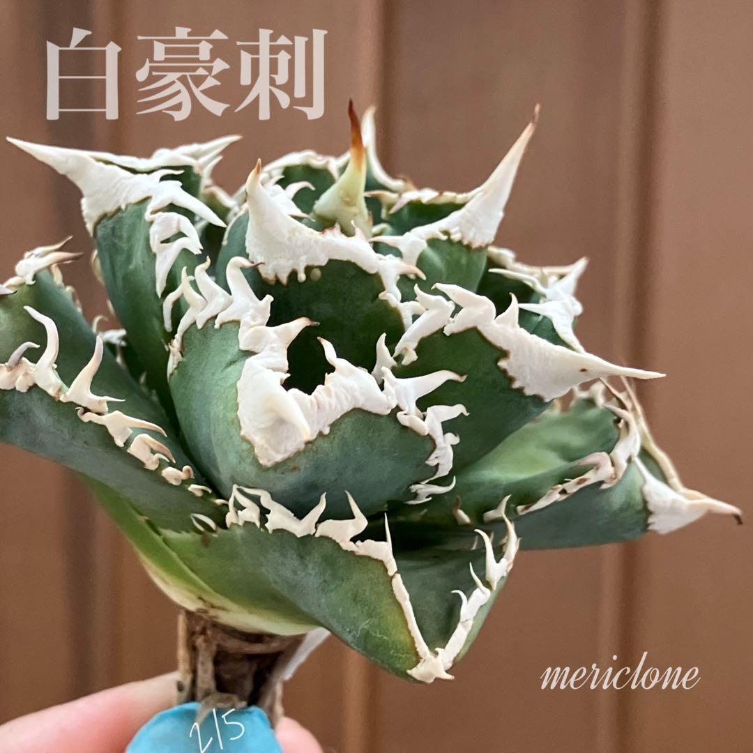 H*C様 【オークション】⑧選抜　太棘　美株　アガべ　チタノタ　白豪刺　TC
