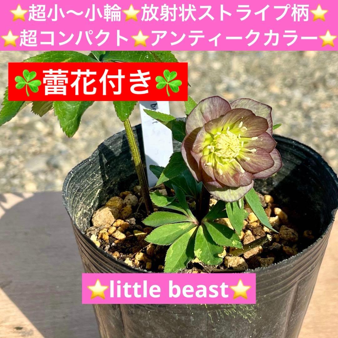 ば*な様 3514☘️蕾花タグ付☘️超小〜小輪⭐️放射状ストライプ柄⭐️超コンパ